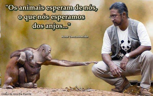 Animais