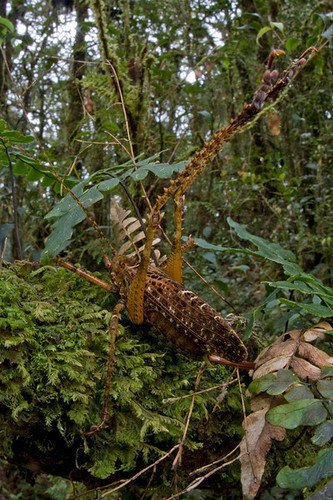 Descobertas 200 novas espécies de animais na Papu