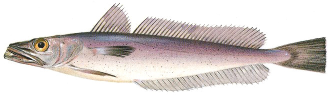 Pescada.jpg