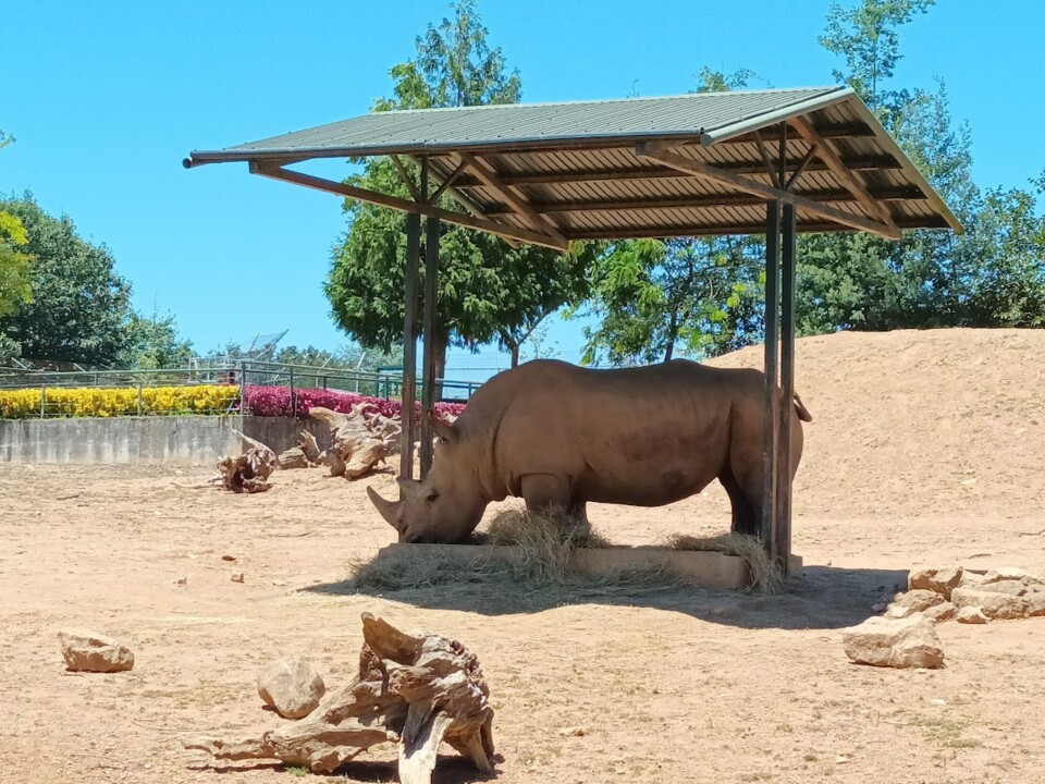 Não me canso disto_zoo1j.jpg