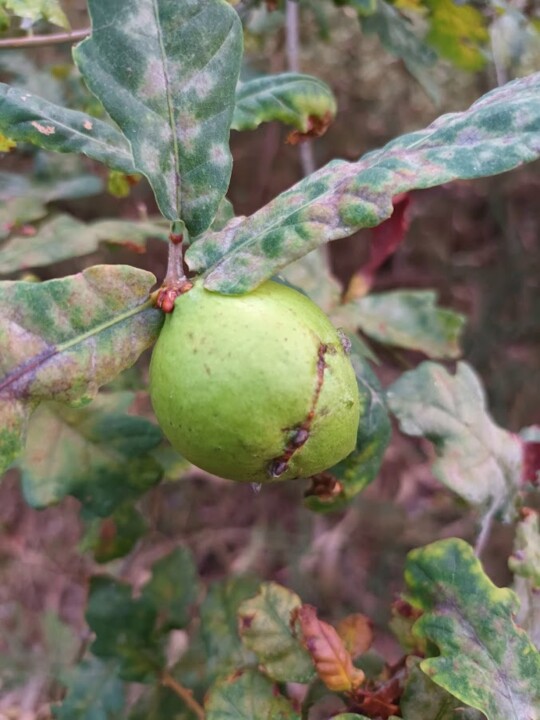 Não me canso disto Pinhal1.jpg