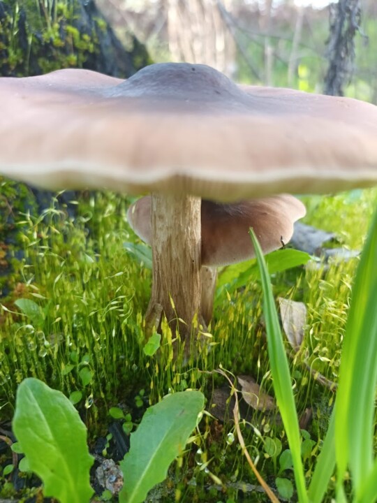 Não me canso disto inverno6.jpg