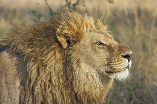 lion.jpg