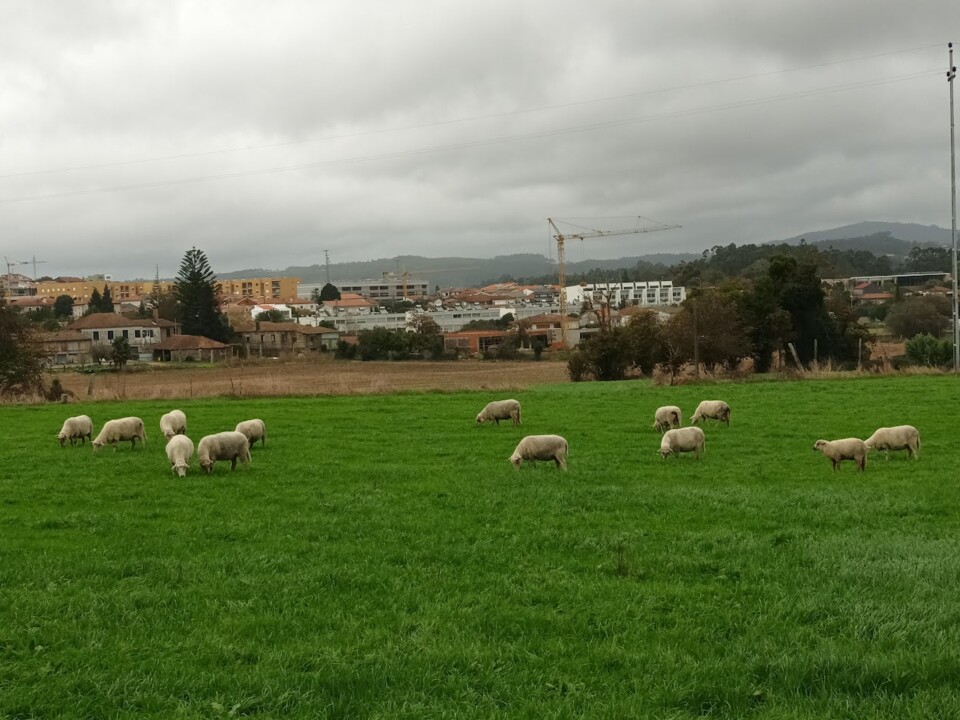 Não me canso disto da castanha trail2.jpg