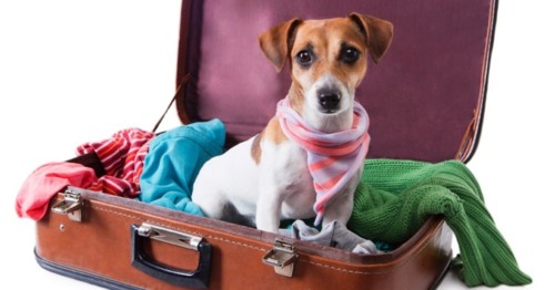 Precauções para viajar com o seu animal de carro Precauções para viajar com o seu animal de carro