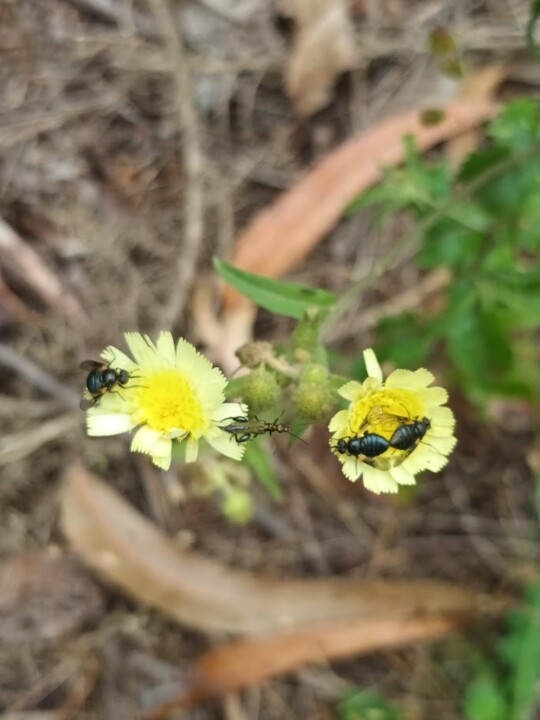 Não me canso disto_Flor6.jpg