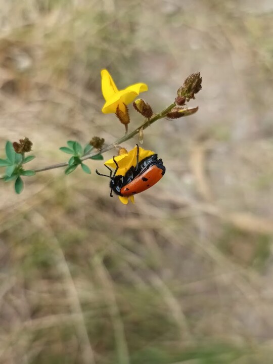 Não me canso disto inseto.jpg