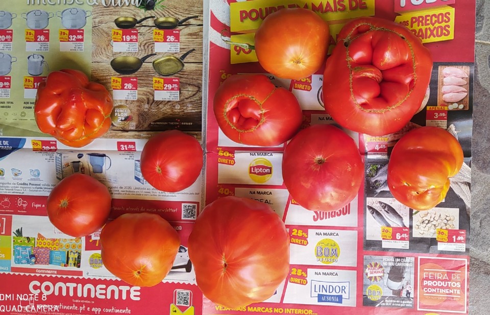 Tomates.jpg