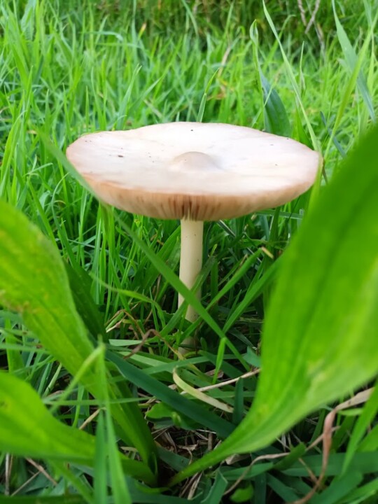 Não me canso disto Cogumelo 9 3.jpg