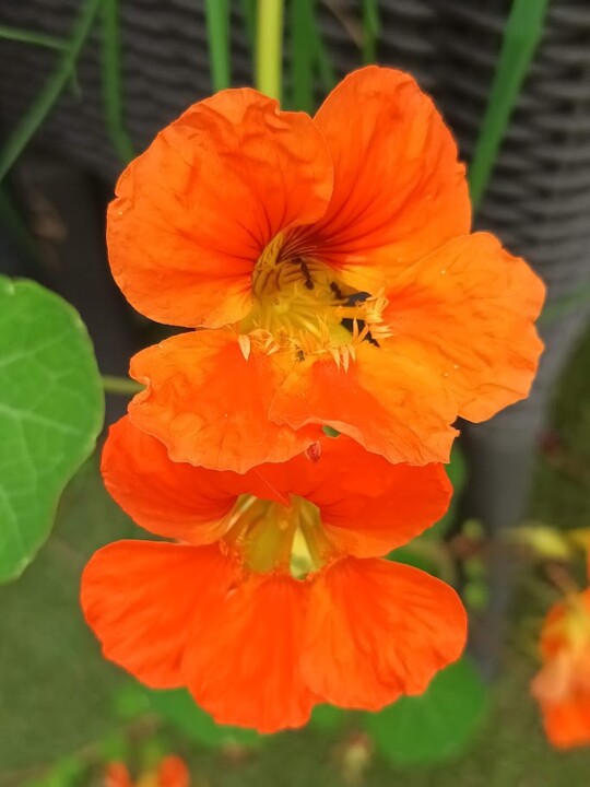 Não me canso disto_flores4.jpg