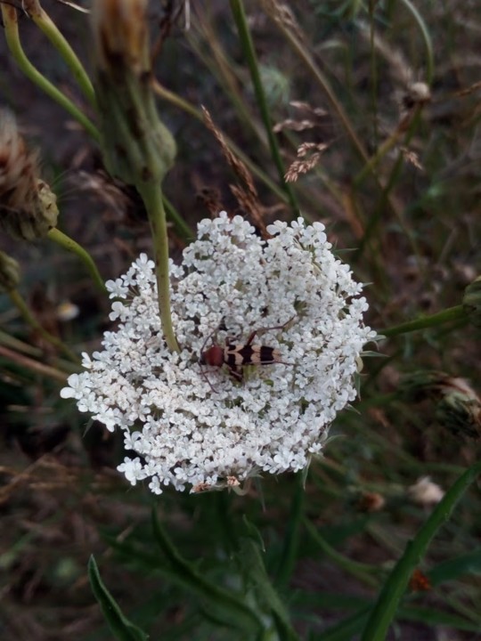 NãoMeCansoDisto_flores_insectos2.jpg