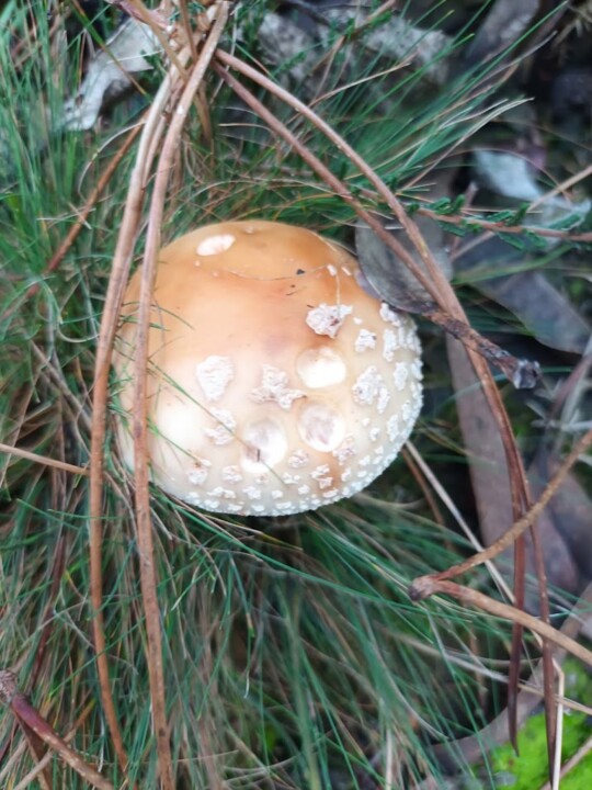 Não me canso disto cogumelo 1.jpg