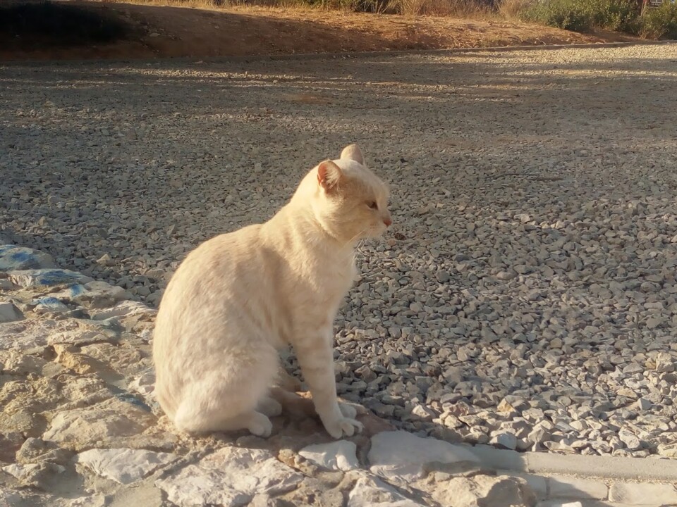 Não me canso disto_gato2.jpg