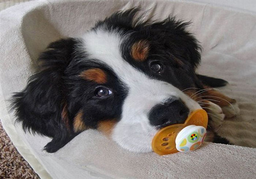 HD Cão chupeta.jpg
