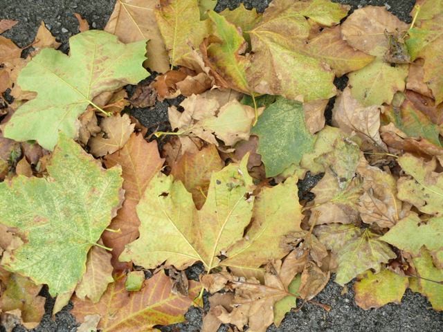 78420378_2511757855606171_7937165396266713088_o.jp