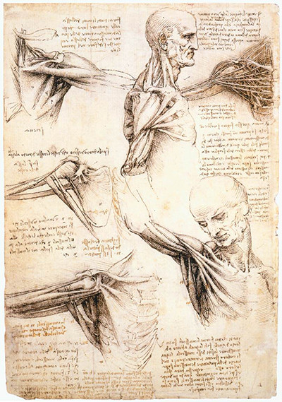 Anatomical Studies of the Shoulder Leonardo da Vin Anatomical Studies of the Shoulder Leonardo da Vin