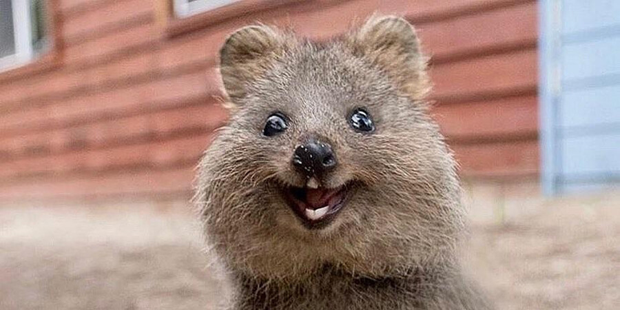 quokka.jpg