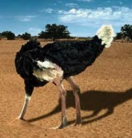 avestruz.PNG avestruz.PNG