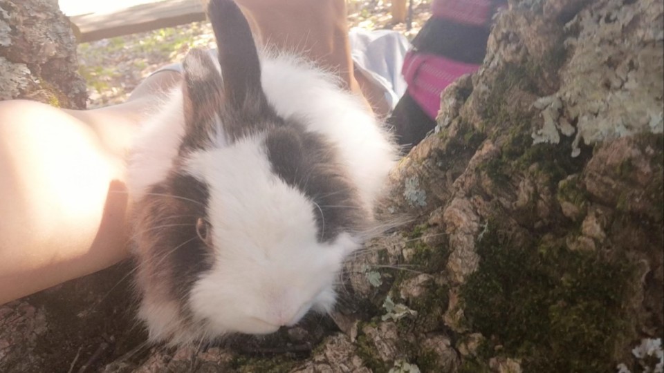 simplesmenteviveavida_Fluffy.jpg