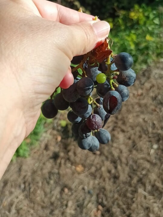 Não me canso disto mosteiro92.jpg