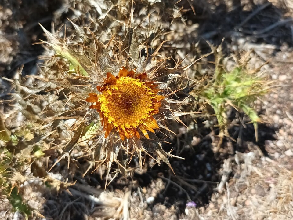 Não me canso disto flor2.jpg