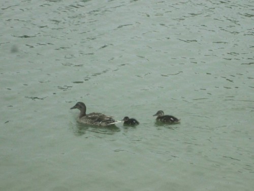 33046822_1652202631561702_7709425455475982336_n.jp