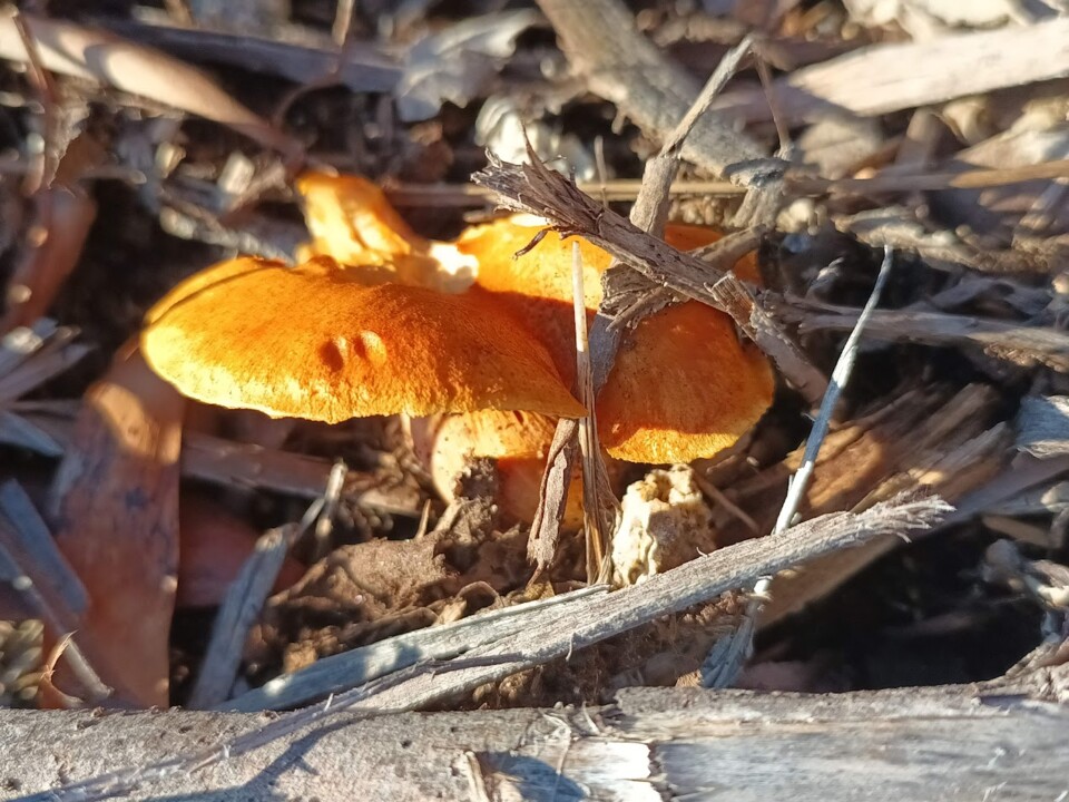 Não me canso disto 2.jpg