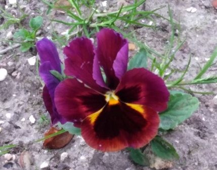 156876362_3691291137652831_1855263147545730095_o.j