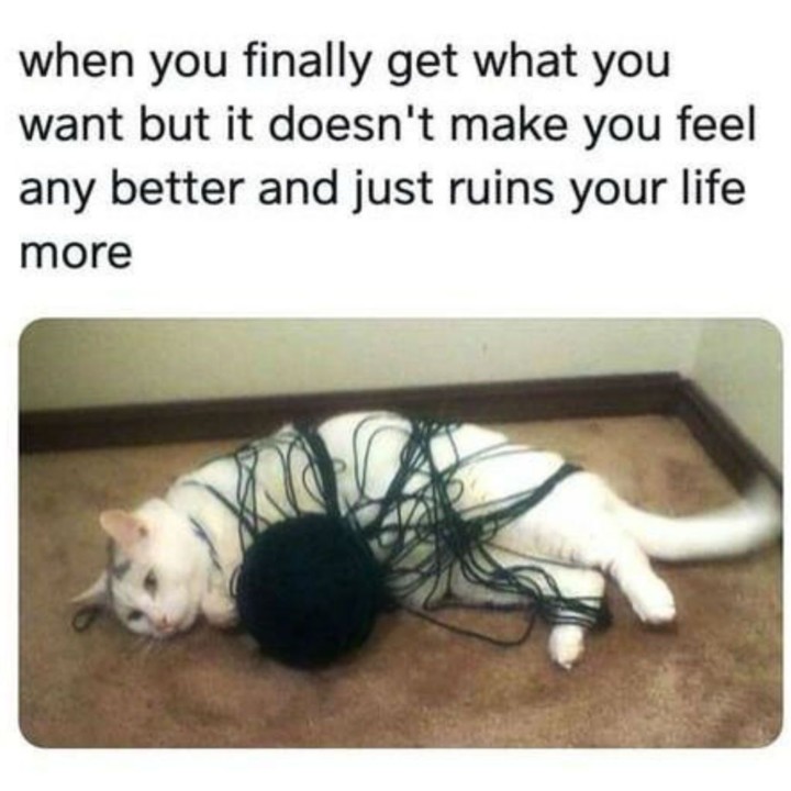 cat-meme-79.jpg