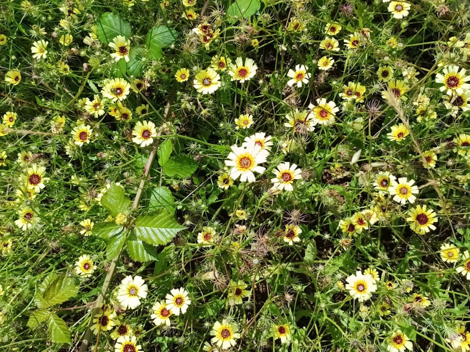 Não me canso disto_flores2.jpg