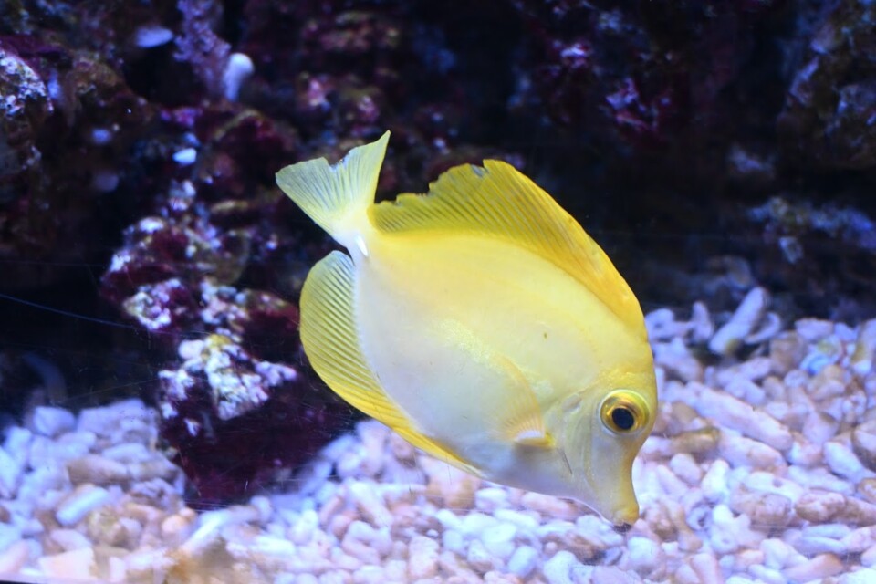 Não me canso disto aquário2.JPG