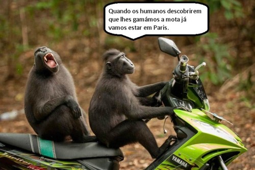 macacos mota.jpg