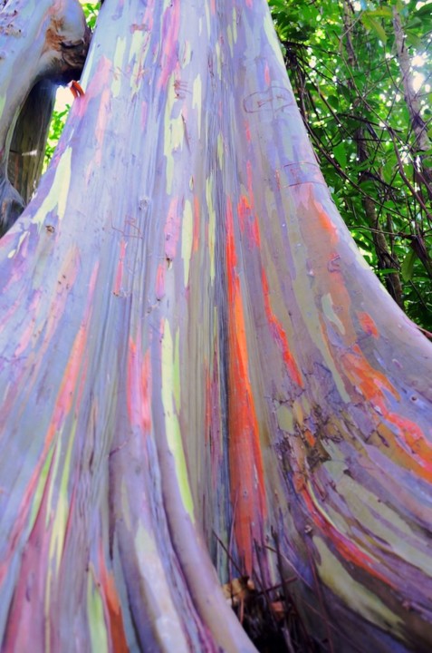 eucalyptus deglupta_07.jpg eucalyptus deglupta_07.jpg