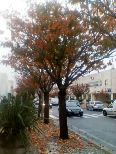 79077562_2536756546439635_6320203135235129344_n.jp