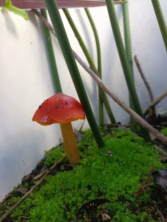 Não me canso disto cogumelos4.jpg