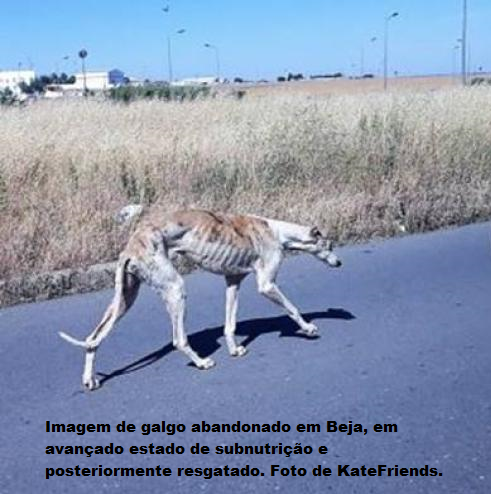 Galgo.png