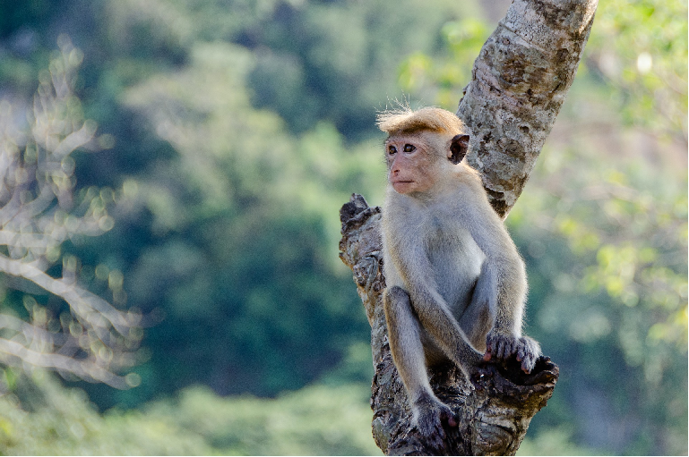 Macaquinho.png Macaquinho.png