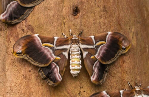 Borboleta do bicho-da-seda Borboleta do bicho-da-seda