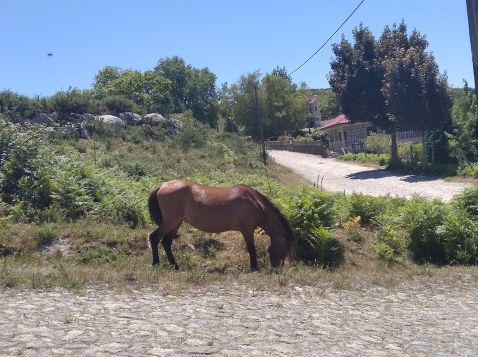 não_me_canso_disto_gerês9h.jpg