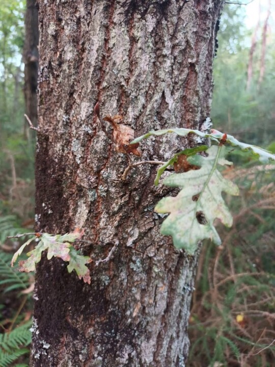 Não me canso disto Pinhal2.jpg