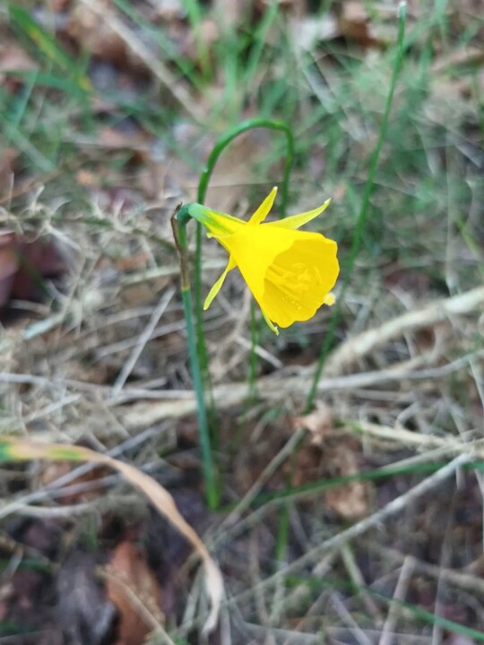 Não me canso disto primavera 4.jpg