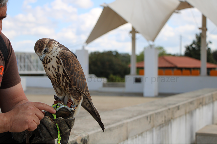 descanso do falcao.png