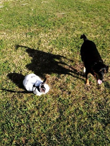 Caminhar ao vosso lado...Maggie e Fluffy-01.jpeg Caminhar ao vosso lado...Maggie e Fluffy-01.jpeg