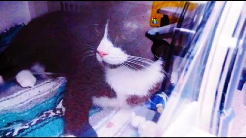 HD Gato sobrevive a lavagem na máquina de lavar.j