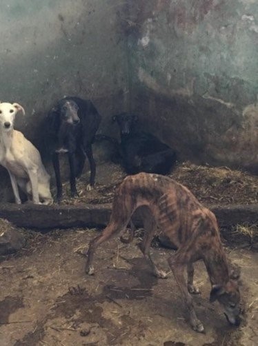 Galgos2.jpg Galgos2.jpg