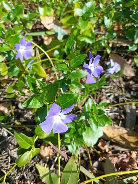 Não_me_canso_Disto_flores2.jpg