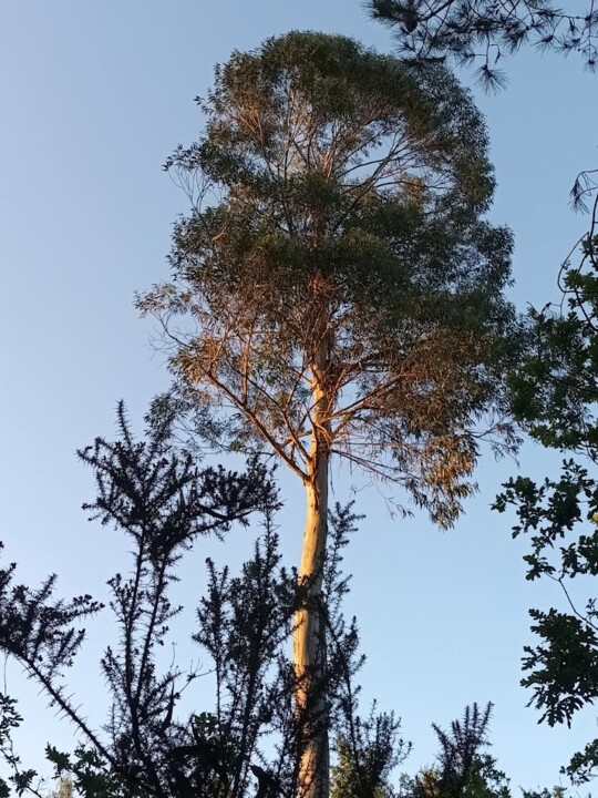 Não me canso disto floresta2.jpg