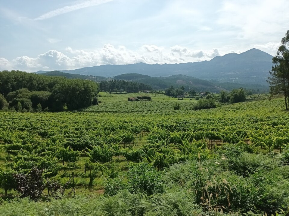 Não me canso disto_Canedo4_3.jpg