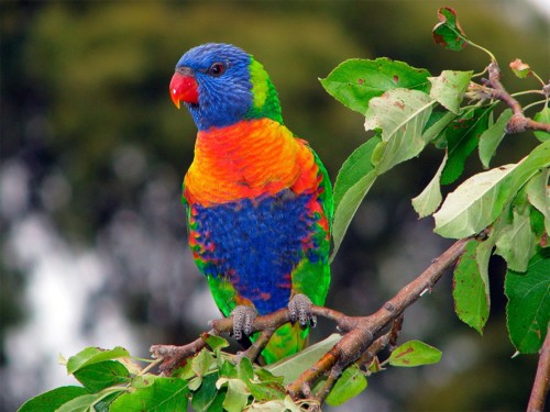 papagaio arco iris papagaio arco iris