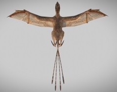 Ambopteryx-longibrachium-2.jpg Ambopteryx-longibrachium-2.jpg